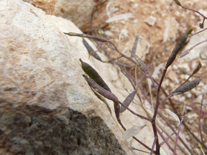 Diplotaxis scaposa / Ruchetta con scapo